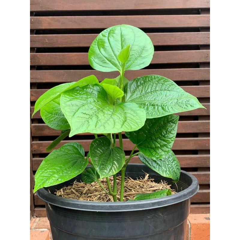 Tanaman Daun Sirih Hijau - DAUN SIRIH