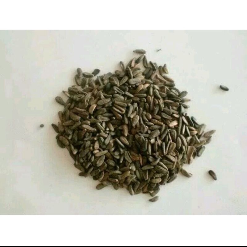 

300 G GR GRAM NIU BANG ZI 牛蒡子 FRUCTUS ARCTII GREAT BURDOCK ACHENE FRUIT