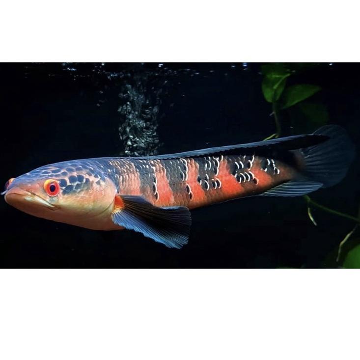 BDS [Free] Ikan Chana Red Barito 2-6 cm full pelet 431