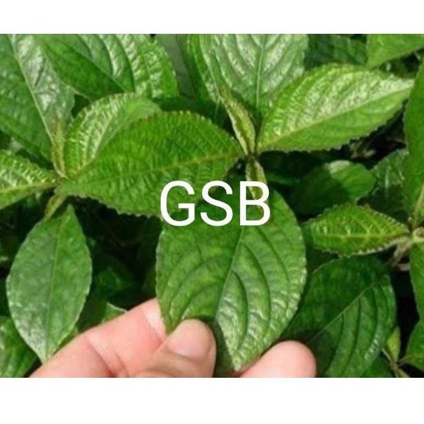 

Daun keji beling daun pecah beling segar 500 gram