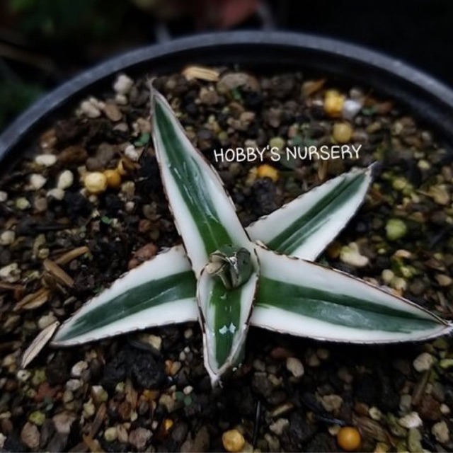 Agave Victoria Reginae Alba