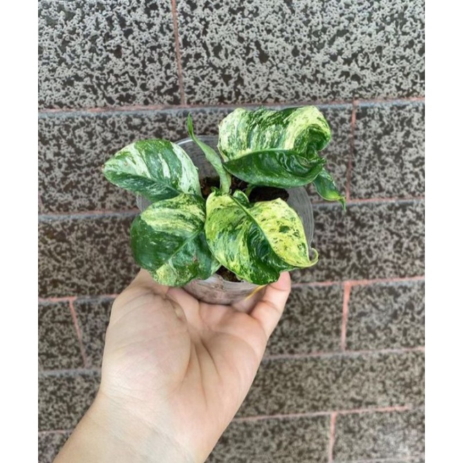 EPIPPRENUM GIGANTEUM VARIEGATED