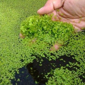 Daun amazon mini mata lele untuk kolam ikan hias