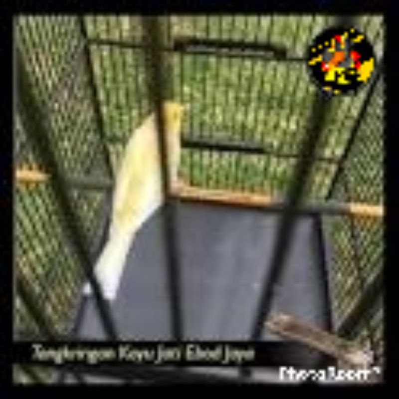 TANGKRINGAN SANGKAR KANDANG BURUNG KENARI KAYU JATI EBOD JAYA