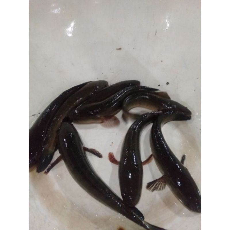 

Ikan Gabus Hidup / Mati 1Kg Ikan Air Tawar