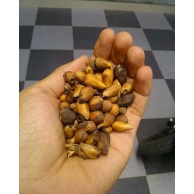 Biji Benih Tanaman Pohon Gmelina/benih bibit/benih biji