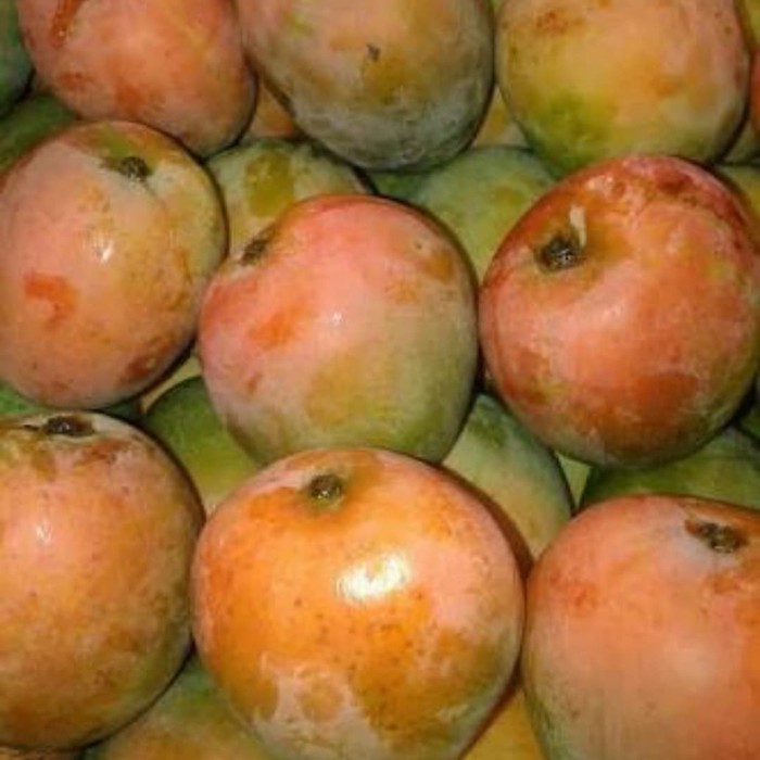 

Mangga Gedong Gincu 1kg