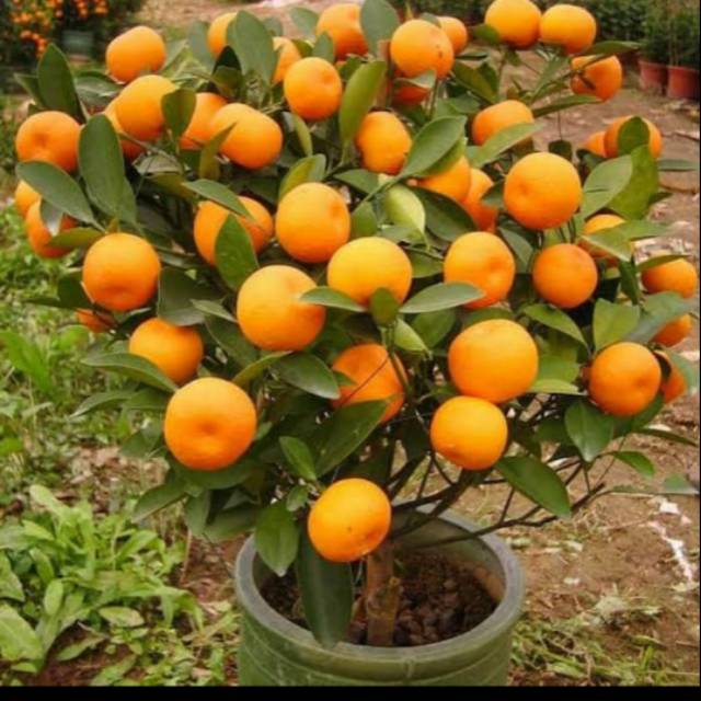 Bibit jeruk santang madu super