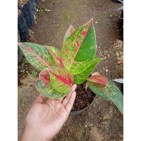 Aglonema bigroy murah