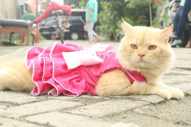 Dress layer pinky satin untuk kucing / baju kucing anjing size S M L XL