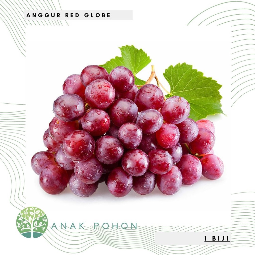 Benih Bibit Biji - Buah Anggur Merah Red Globe (Red Globe Grape) Seeds - IMPORT