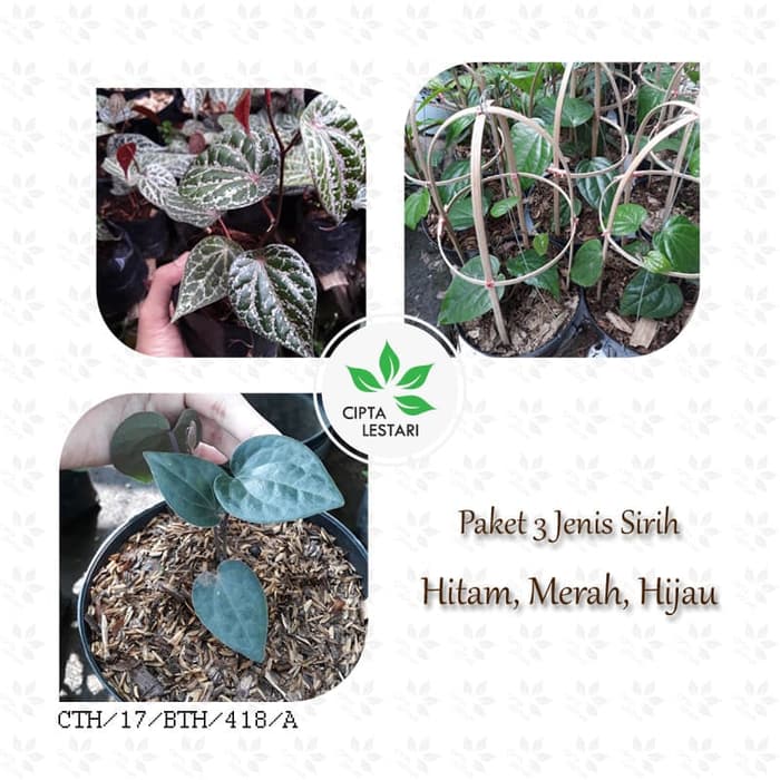 Paket 3 Bibit Tanaman Daun Sirih Merah Hijau Hitam Pohon Obat Herbal