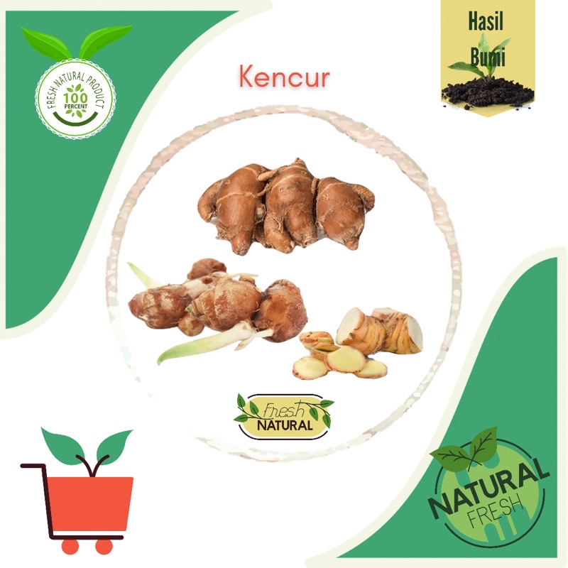 

Kencur Cikur segar 250gr 500gr 1000gr/1kg fresh