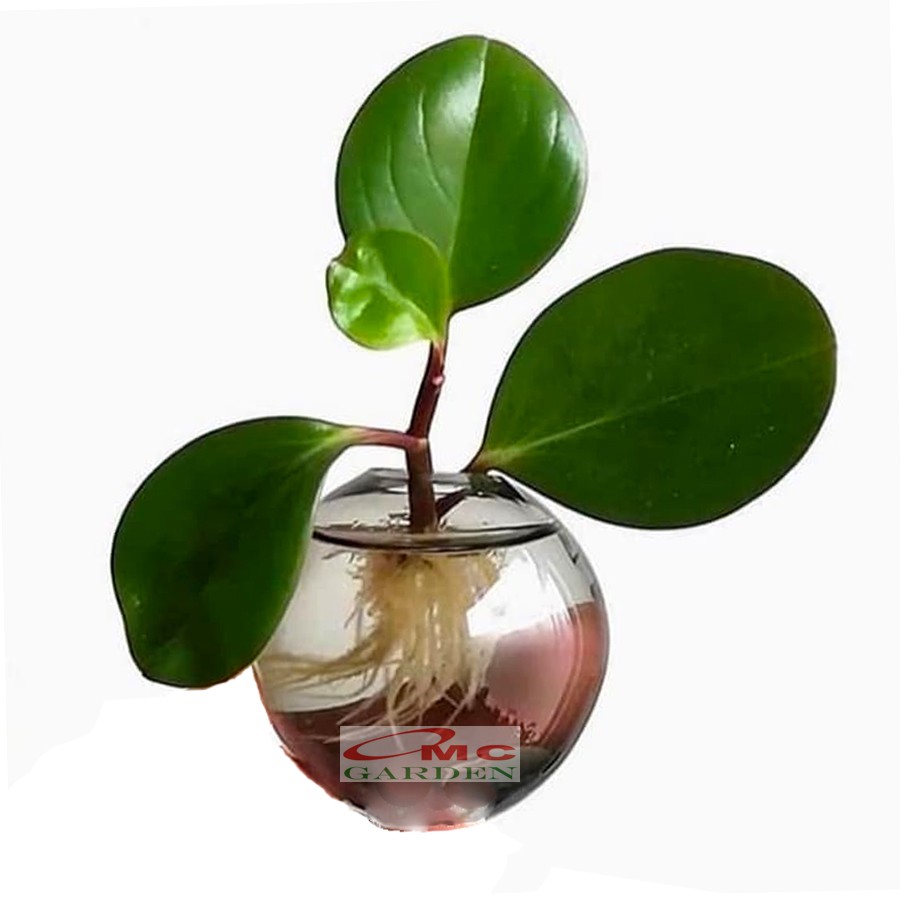 Tanaman Hias Teplan Peperomia Jade Hijau Indoor Air TPL-H-001