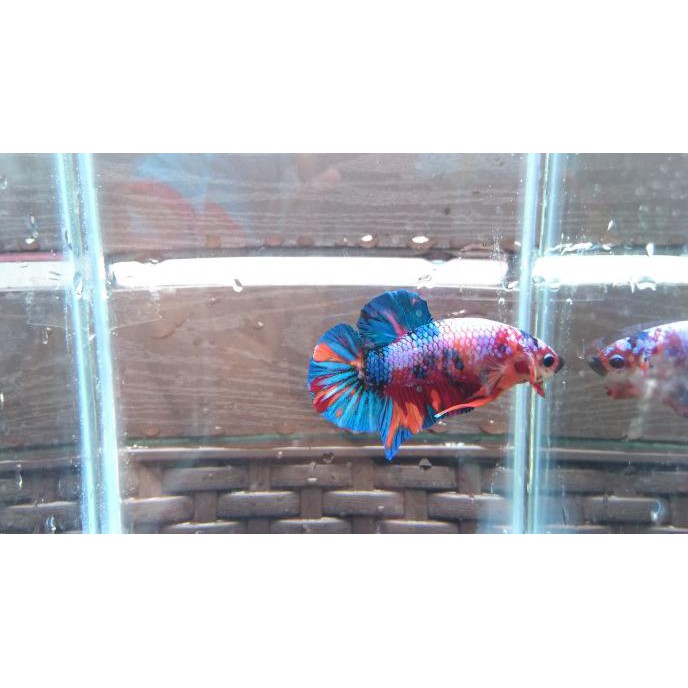 Ready Ikan Cupang Plakat Nemo/Emerald/Multicolor2 (Male)