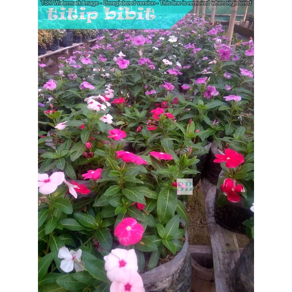 Tanaman Hias Bunga Vinca - tanaman berbunga - indoor BERGARANSI