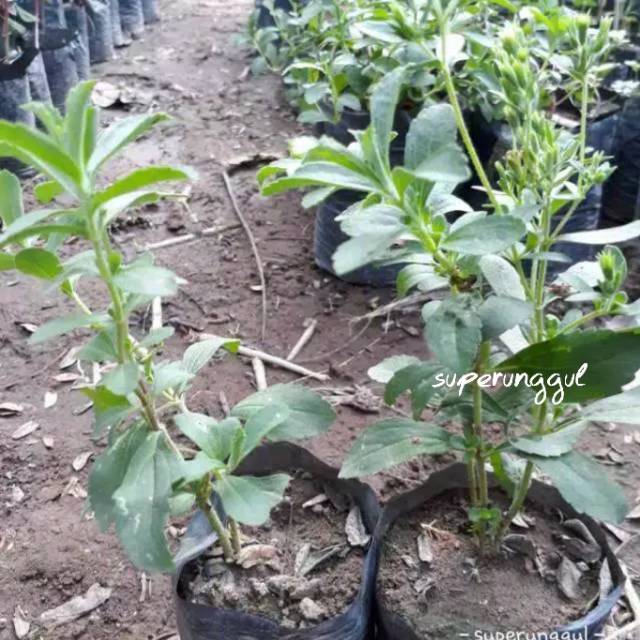 Bibit Stevia Si Daun Manis