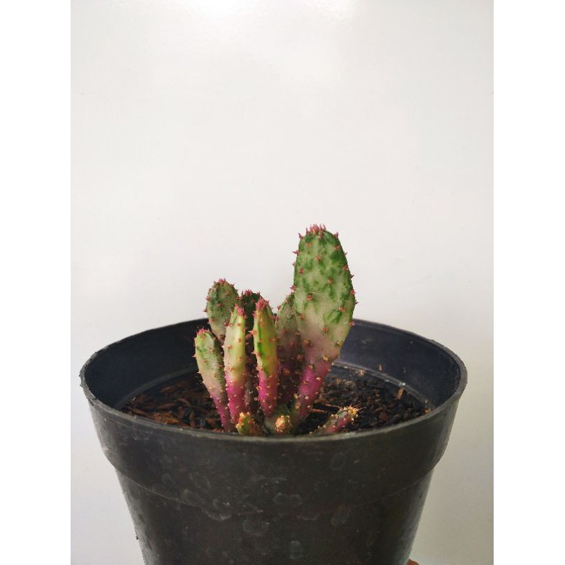 Opuntia Vulgaria Variegata