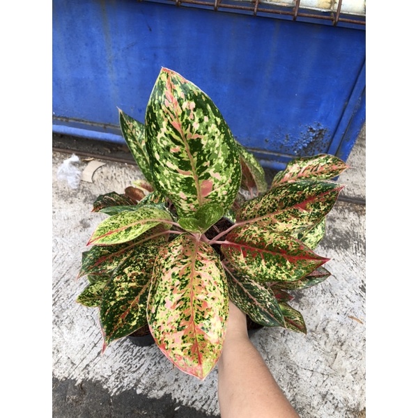 aglaonema coconut delight