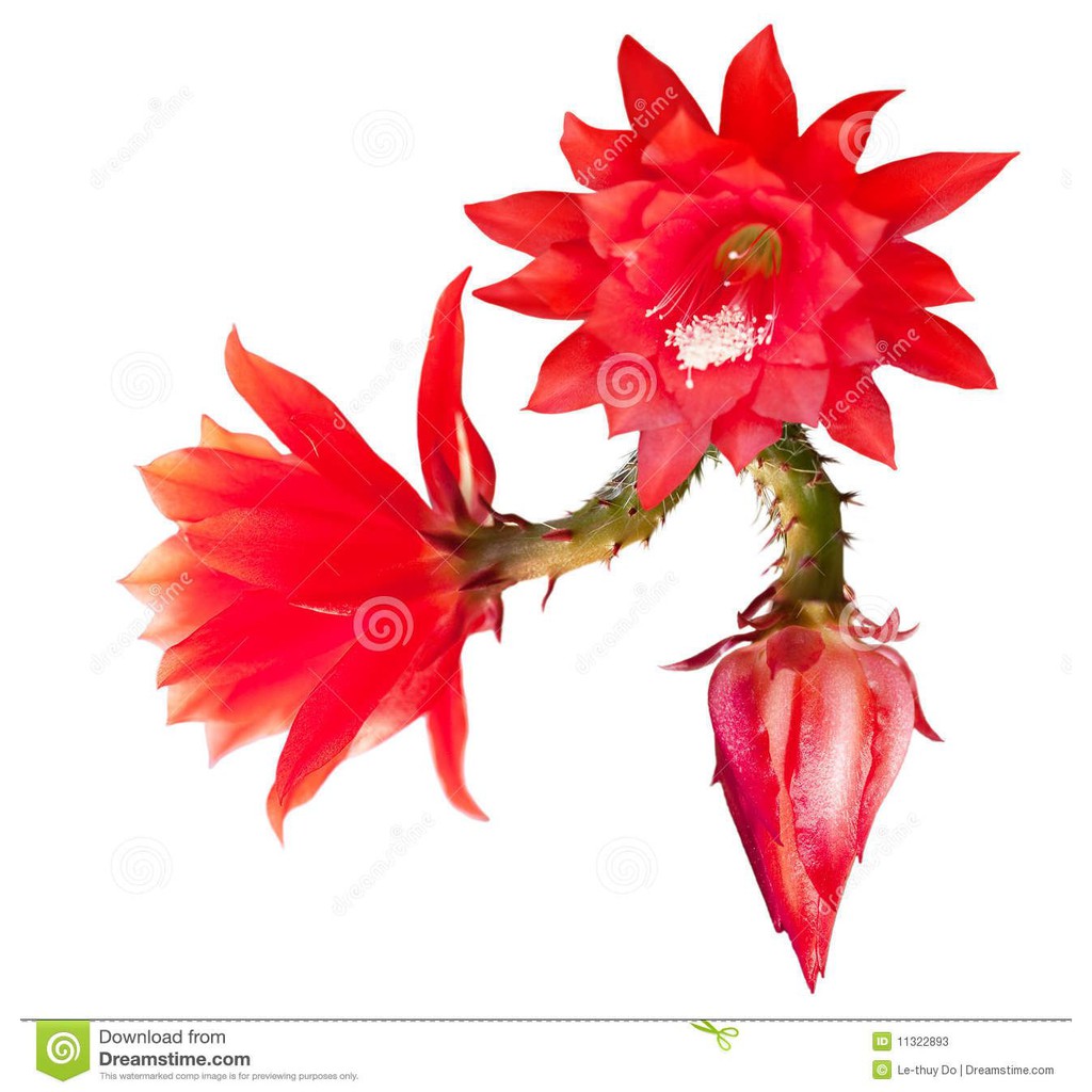 [Viral Booming] PROMO TANAMAN HIAS WIJAYA KUSUMA BUNGA MERAH Bunga Hidup-kembang hidup asli-bunga hi