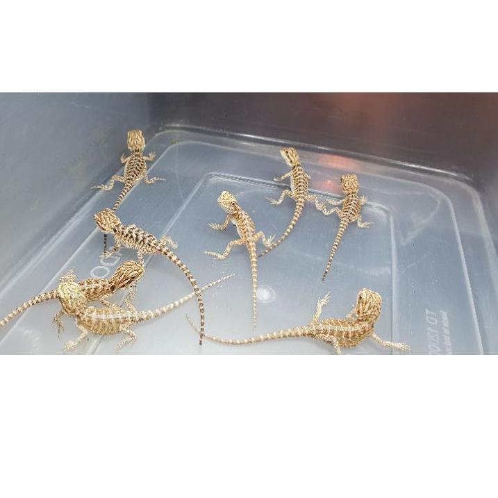 Paling Dicari.. Bearded Dragon / Naga berjenggot baby size dan random