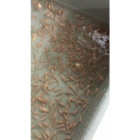 Corydoras Albino indukan