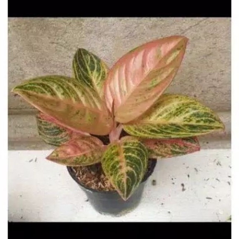 bibit aglonema maeswara bonggolan