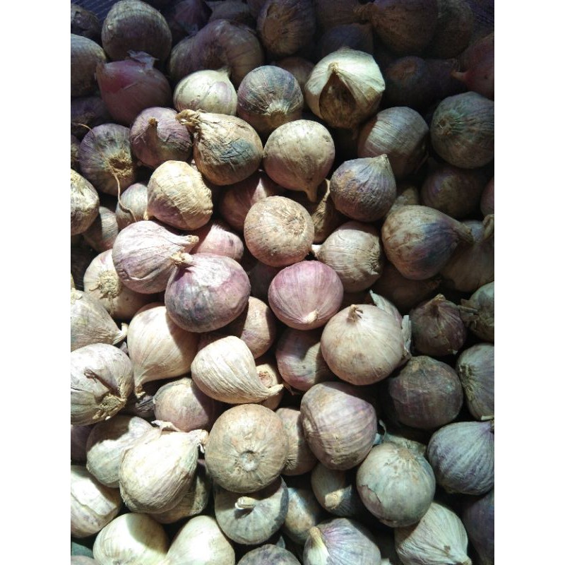

bawang putih lanang/tunggal(100 gram)