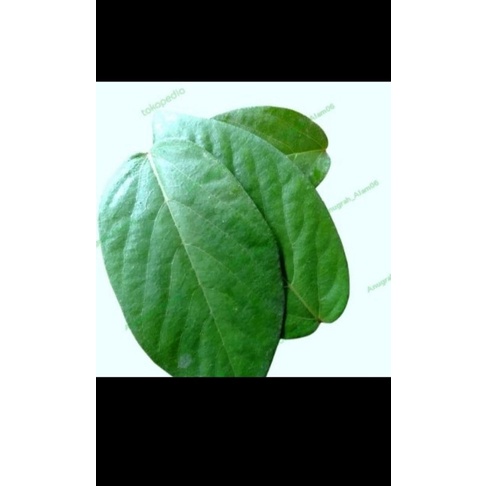 

Daun Singadepa Daun Singa Duduk