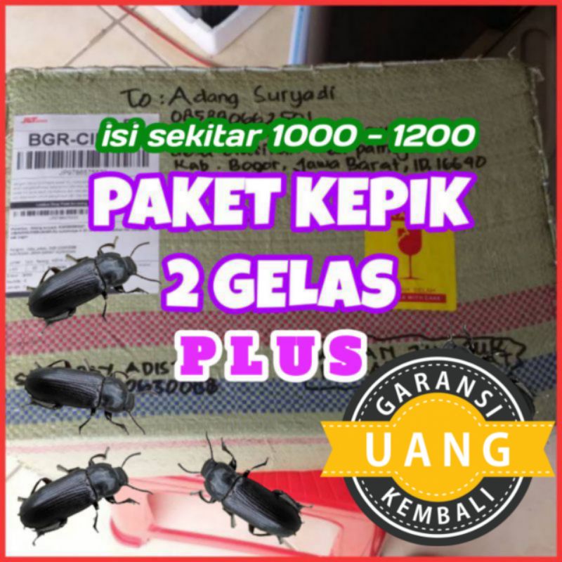 KEPIK ULAT HONGKONG BIBIT ULAT HONGKONG kUMBANG ULAT HONGKONG FRESH SIAP BERTELUR NOT KUMBANG ULAT J
