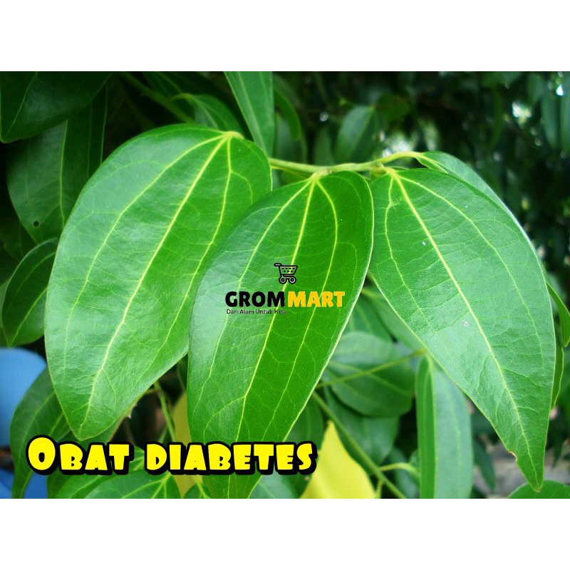 

DAUN KAYU MANIS OBAT DIABETES