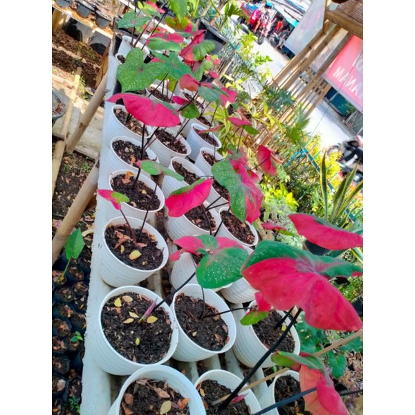 keladi baret indukan besar menor dan cuantik real pick