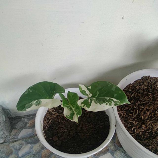 Tanaman Bunga Keladi Tikus Variegata