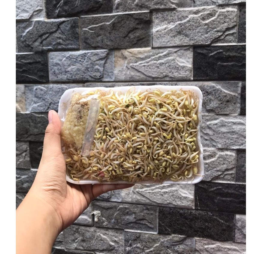 

SIAP MASAK CA TAUGE
