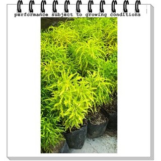 PAKET hemat bibit benih biji tanaman ceplukan ciplukan