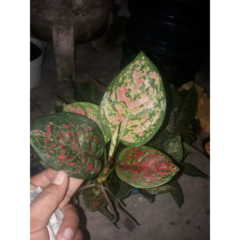 Dut Anjamani