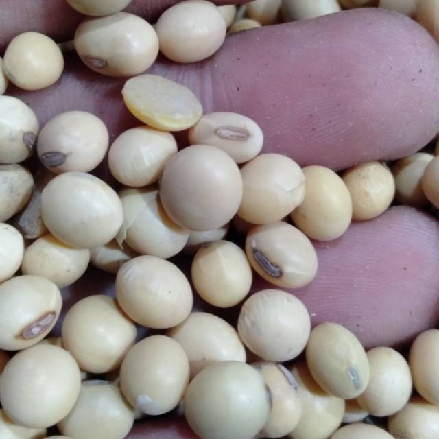 

Kacang Kedelai 1kg