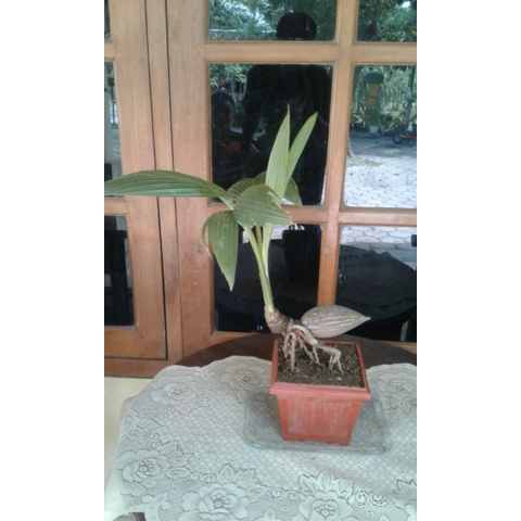 Bonsai Kelapa Bonkla Unik
