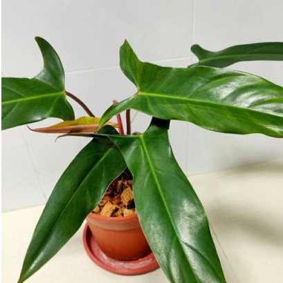 tanaman hias bunga philo mexicanum / philodendron mexicanum  AGRO FARMLAND