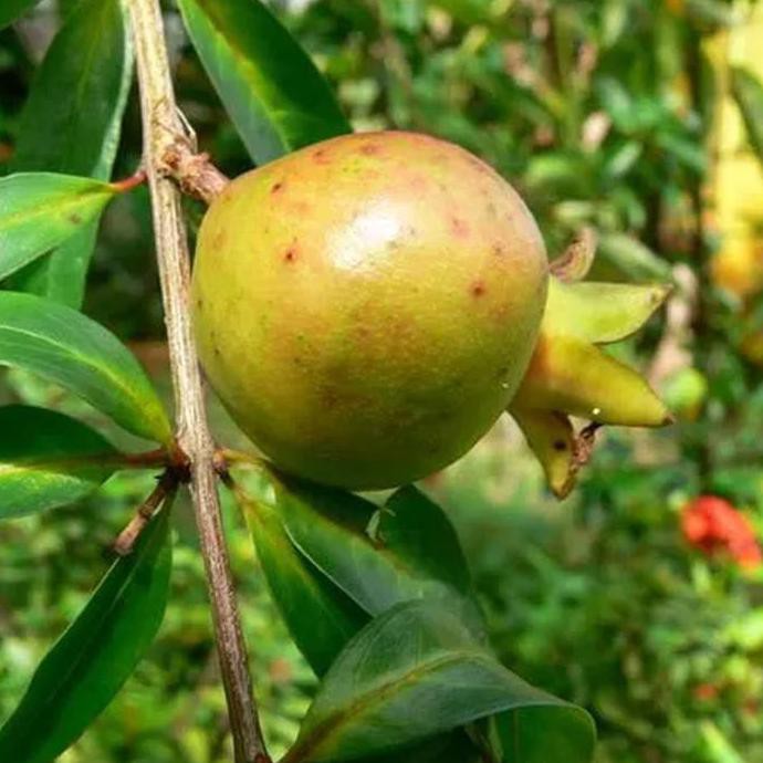 Bibit Buah Delima Putih - Ukuran 40Cm Lt0
