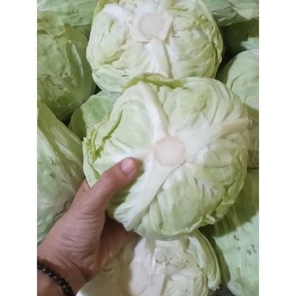 

kol lalap 1kg
