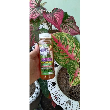 

MADU AGHTAR 250 ML MADU ASLI HUTAN PASAMAN MADU MURNI 100% ASLI