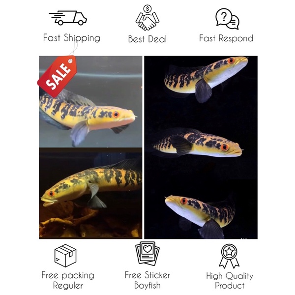 Maru yellow sentarum 20cm sortiran