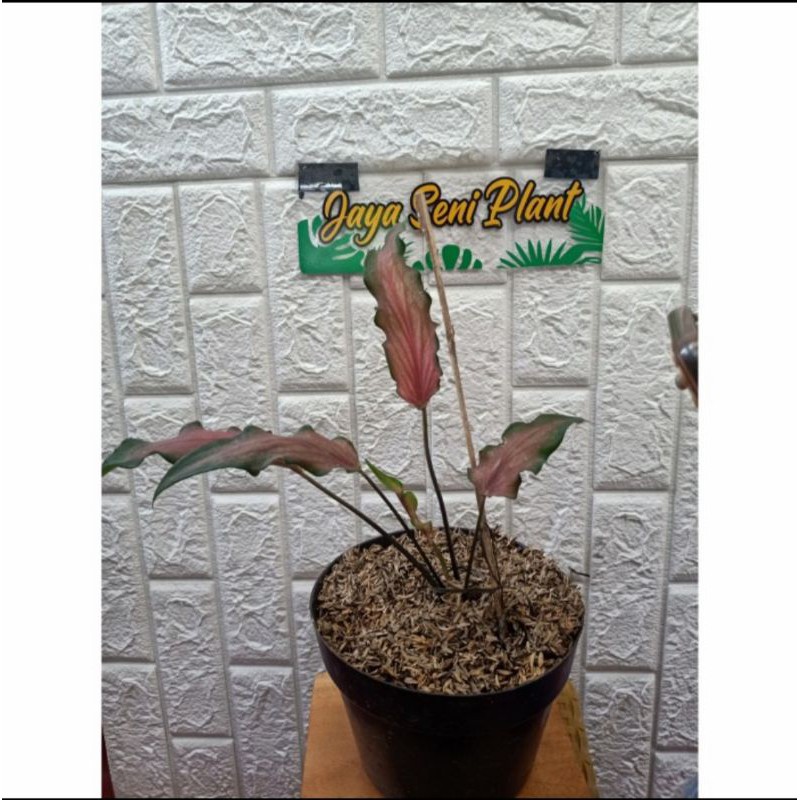 TANAMAN HIAS CALADIUM KERIS/KELADI KERIS