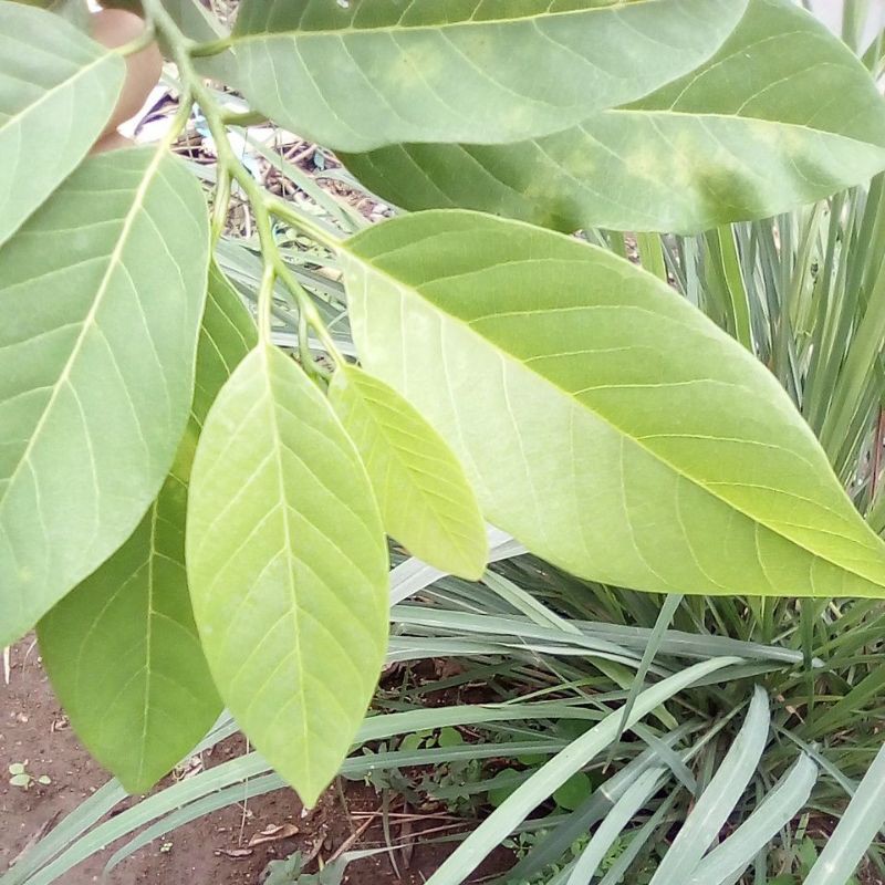 

Daun Srikaya