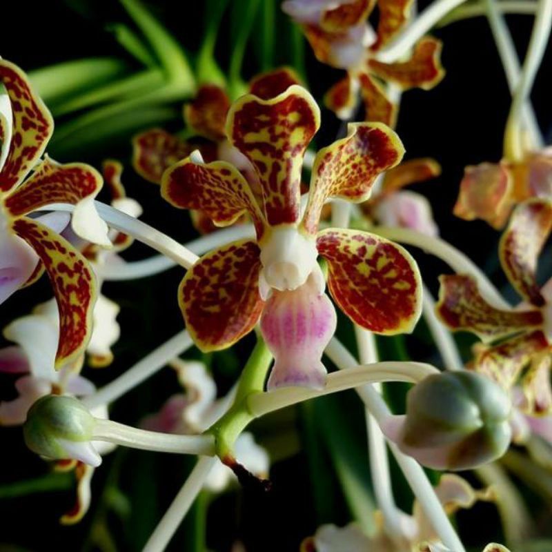 Vanda limbata