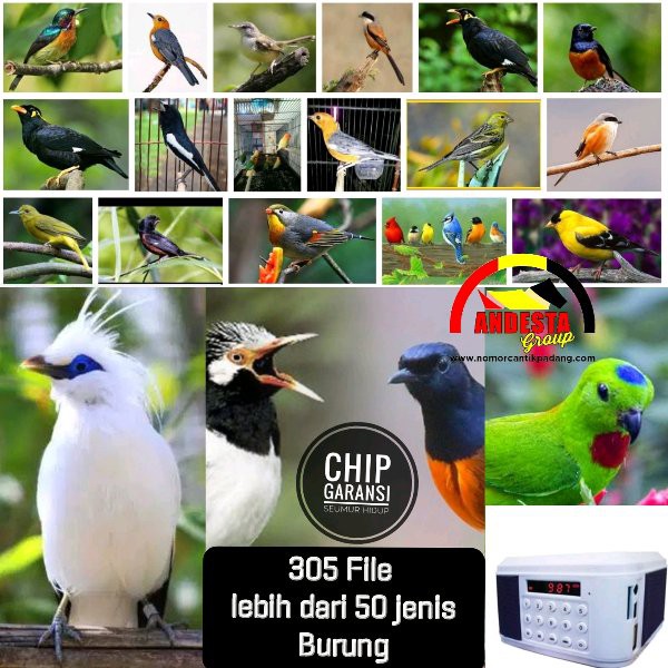 Speaker Masteran Burung Advance Tp600 Juara Nasional Full Terapi