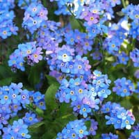 Benih Bibit Biji - Bunga Blue Forget Me Not Biru (Myosotis alpestris) Flower Seeds - IMPORT