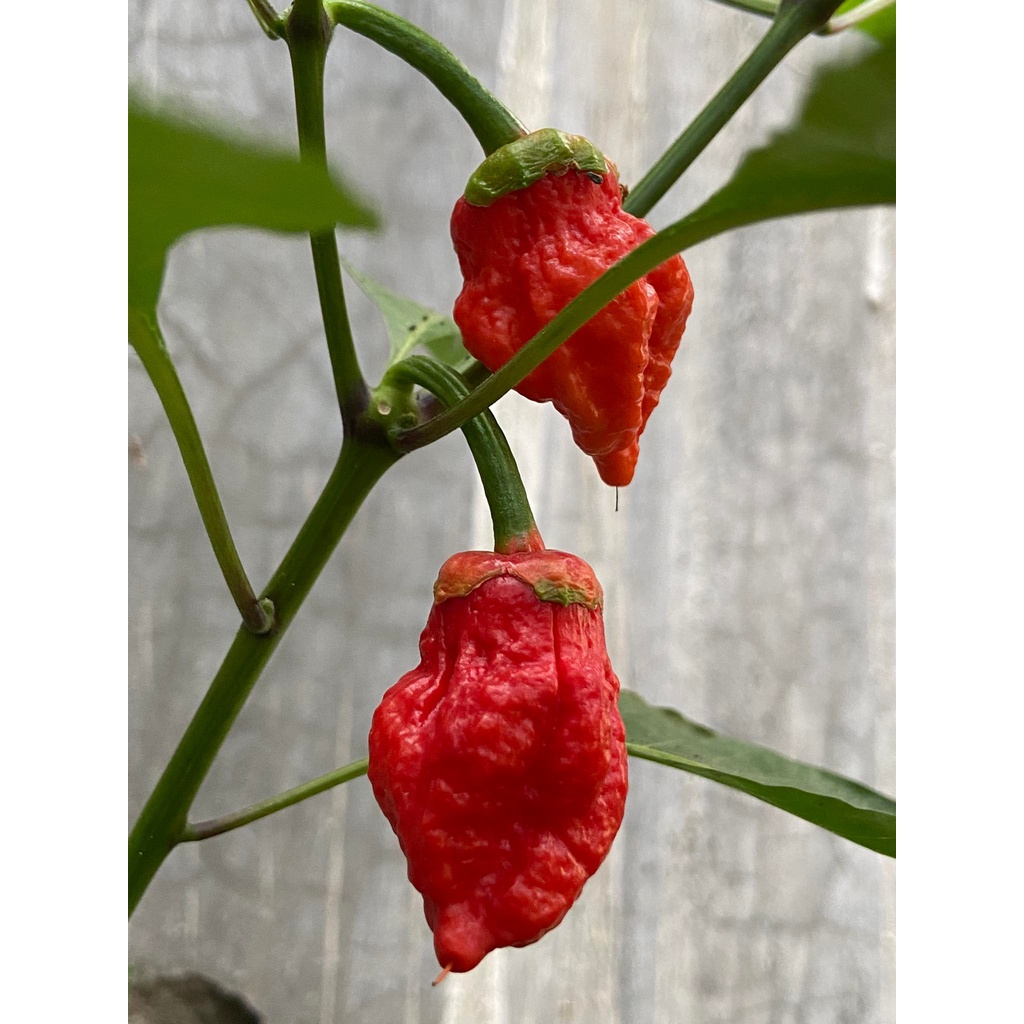 Benih Bibit Biji - Cabai 7 Mamp Bubblegum BBG Red Cabe Super Pedas Pepper Seeds