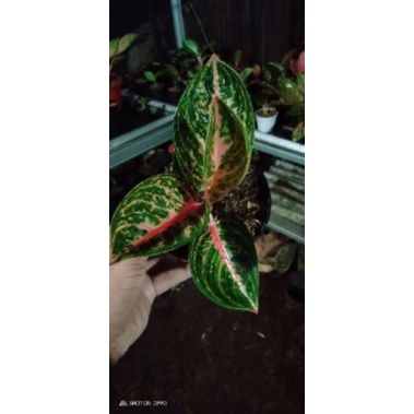Paket 2 Tanaman Aglonema sultan bruney/widuri Remaja